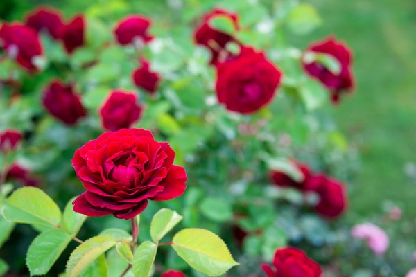 Rose Planting in Yorba Linda
