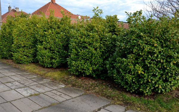Privacy Shrub Installation in Yorba Linda
