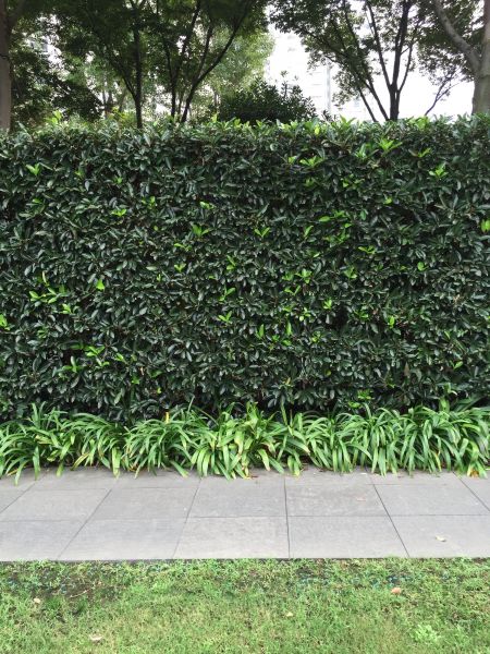 Privacy Shrub Planting in Yorba Linda