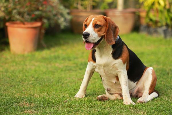 Dog Friendly Landscaping in Yorba Linda