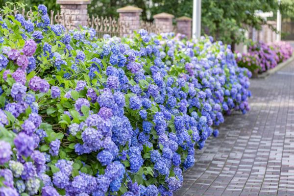 Hydrangea Landscaping in Yorba Linda