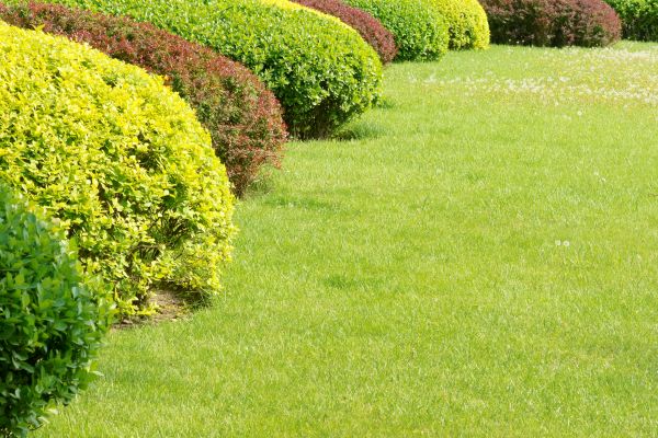 Shrubbery Planting in Yorba Linda