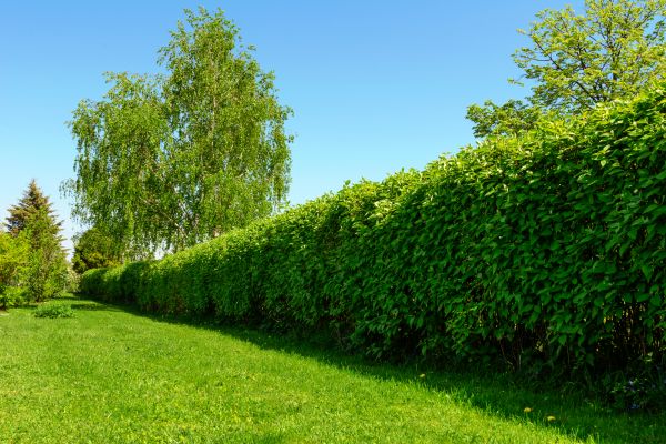 Hedge Replacement in Yorba Linda