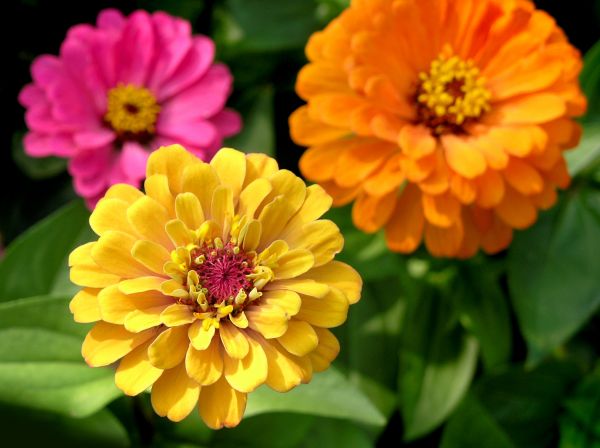 Zinnia Planting in Yorba Linda