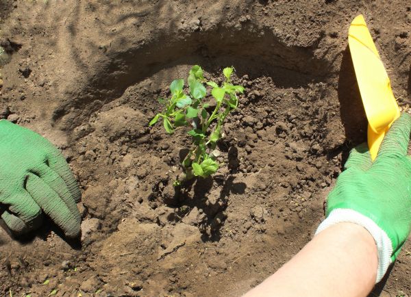 Rose Bush Planting in Yorba Linda