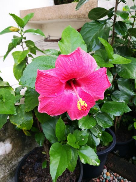 Hibiscus Planting in Yorba Linda
