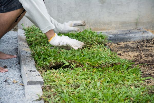 Ground Cover Planting in Yorba Linda