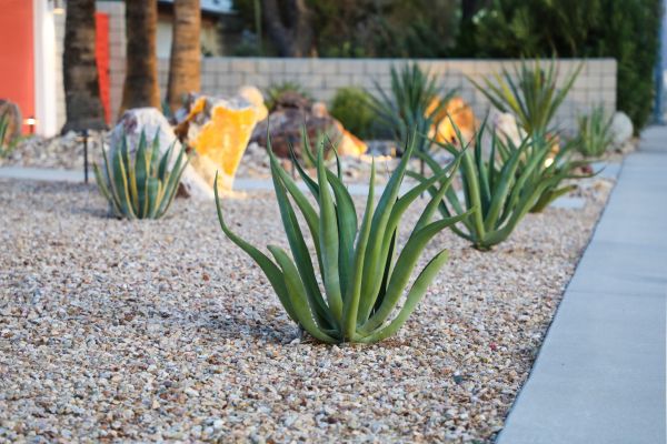 Drought Resistant Landscaping in Yorba Linda