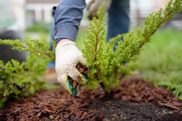 Church Mulching in Yorba Linda