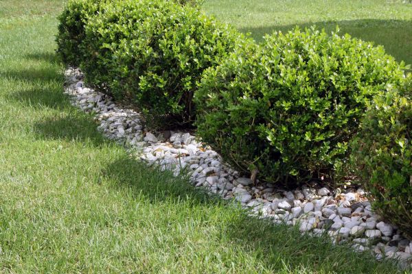 Boxwood Planting in Yorba Linda