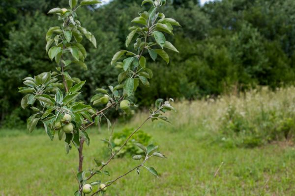 Apple Tree Planting in Yorba Linda