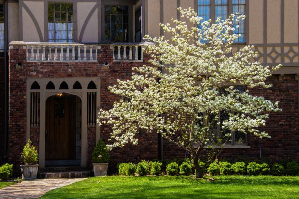 Dogwood Tree Planting in Yorba Linda