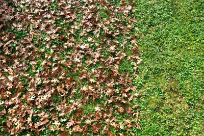 Benefits of Professional Leaf Removal